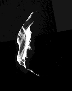 Blick zur&uuml;ck auf Lutetia