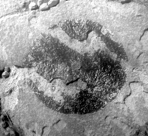 Sandcherry im Microscopic Imager